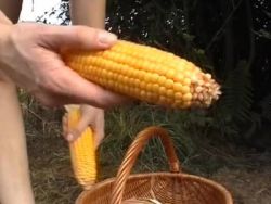 Outdoor fickt sich das versaute Teen mit einem Maiskolben